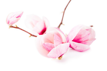 Naklejka na ściany i meble spring magnolia blossoms