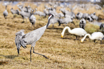 Eurasian crane