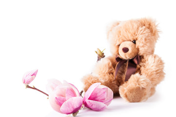 Beautiful pink spring magnolia flowers