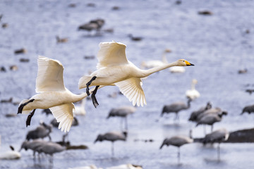 Whooper swan