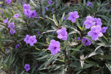 Obraz premium Purple flowers that are blooming in the garden.