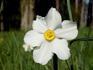 Narcissus on meadow in spring