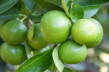 Limes hanging from the branches