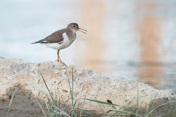 Common Sandpiper (Actitis hypoleucos)