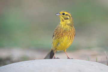 Yellowhammer (Emberiza citrinella)