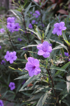 Purple flowers that are blooming in the garden.