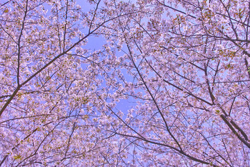 Obraz premium 桜の木
