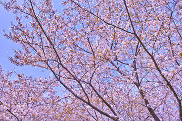 桜の木