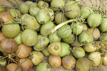 green coconut at tree