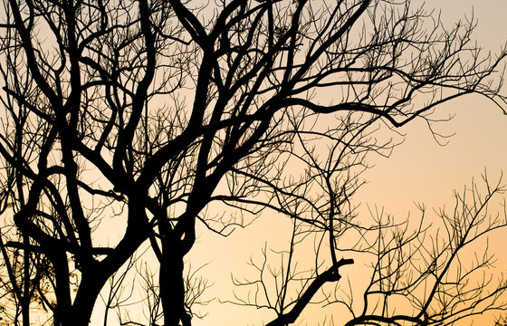 Fototapeta Dead tree on white background