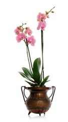 Naklejka na ściany i meble pot with pink orchid