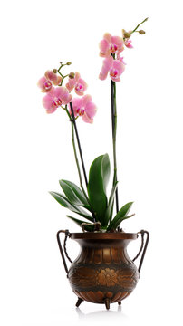 Fototapeta pot with pink orchid