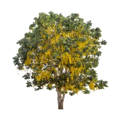 Wall murals Trees Isolated shower tree on white background