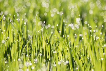 Ein junges Kornfeld, Morgentau glitzert auf den frischen Trieben