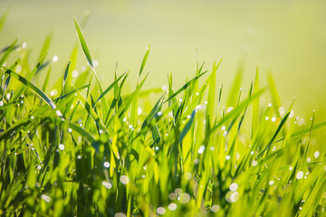 Ein junges Kornfeld, Morgentau glitzert auf den frischen Trieben