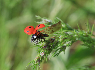 close up of ladybug flying off from blade