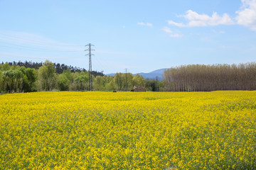 Prado en primavera con bonitas flores amarillas