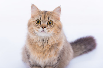 Fototapeta na wymiar Persian cat
