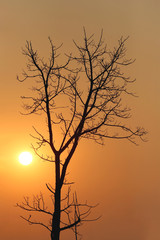 tree of silhouette style on sunset.