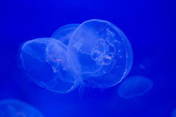 Moon jellyfish (Aurelia aurita).