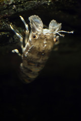 Small European locust lobster (Scyllarus arctus).