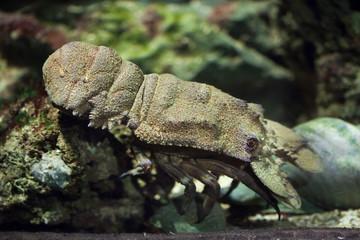Mediterranean slipper lobster (Scyllarides latus).