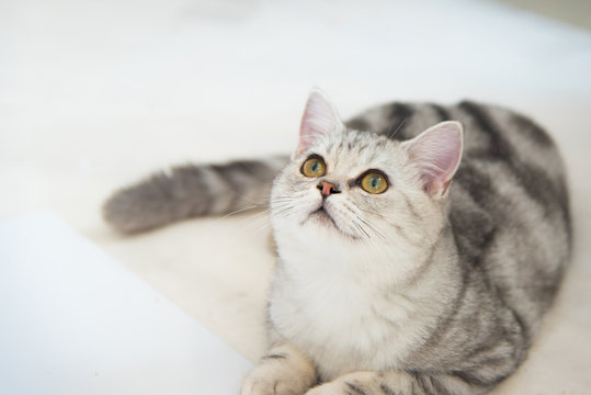 Beautiful cat