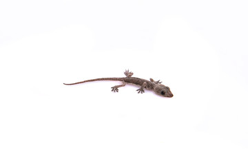 Baby lizard