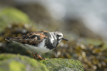 Rubby turnstone wading bird