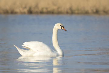 Mute swan, Cygnus olor