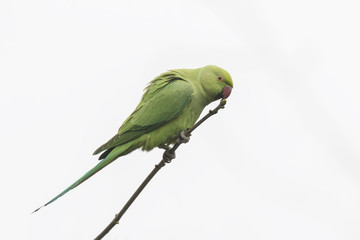 Rose-ringed parakeet Psittacula krameri