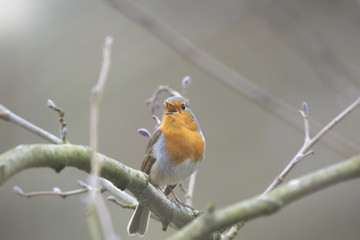 Bird mating