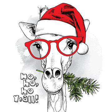 The christmas poster with the image giraffe portrait in Santa's hat and in the glasses with pine branch. Vector illustration.