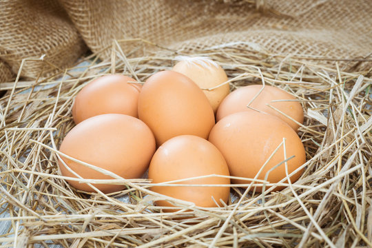 Brown eggs in hay