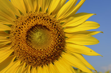 Naklejka premium sunflower with blue sky and beautiful sun