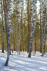 Fototapeta premium Wood in the early spring