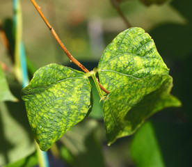 Viral disease on bean leaf - obrazy, fototapety, plakaty