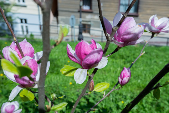 Kwiaty Magnolii 