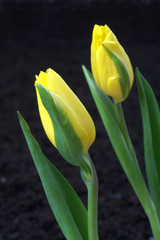 Viral disease on tulip