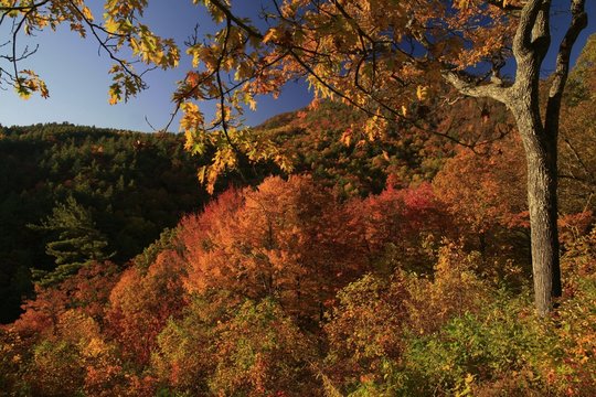 Fototapeta Great Smoky Mountains in peak fall foliage, indian summer