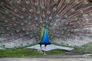 Obraz premium Peacock feathers out