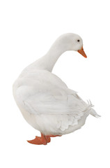 Obraz premium duck