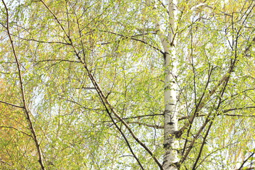 Beautiful birch with green leaves in spring against the sky.