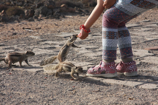 Little girl feeds the squirrels nuts