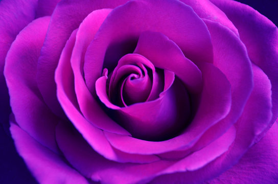bright purple rose close up