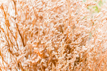 Vintage soft light tone and soft focus of abstract nature backgr