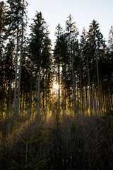 Obraz premium Abendsonne bricht durch den Wald