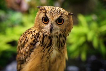 Bengal Eagle Owl portrait