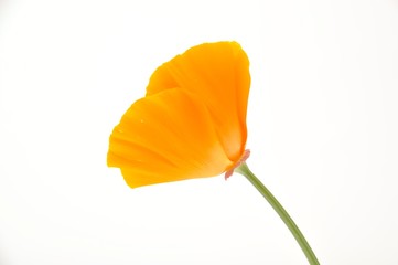 Naklejka premium Eschscholzia