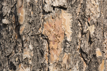 The bark of the pine tree for the background  